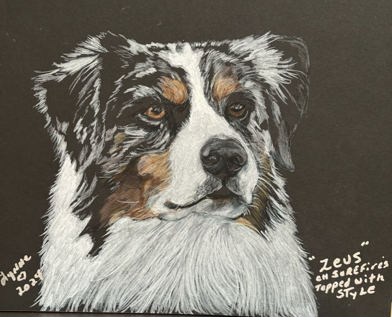 Pet portrait 14