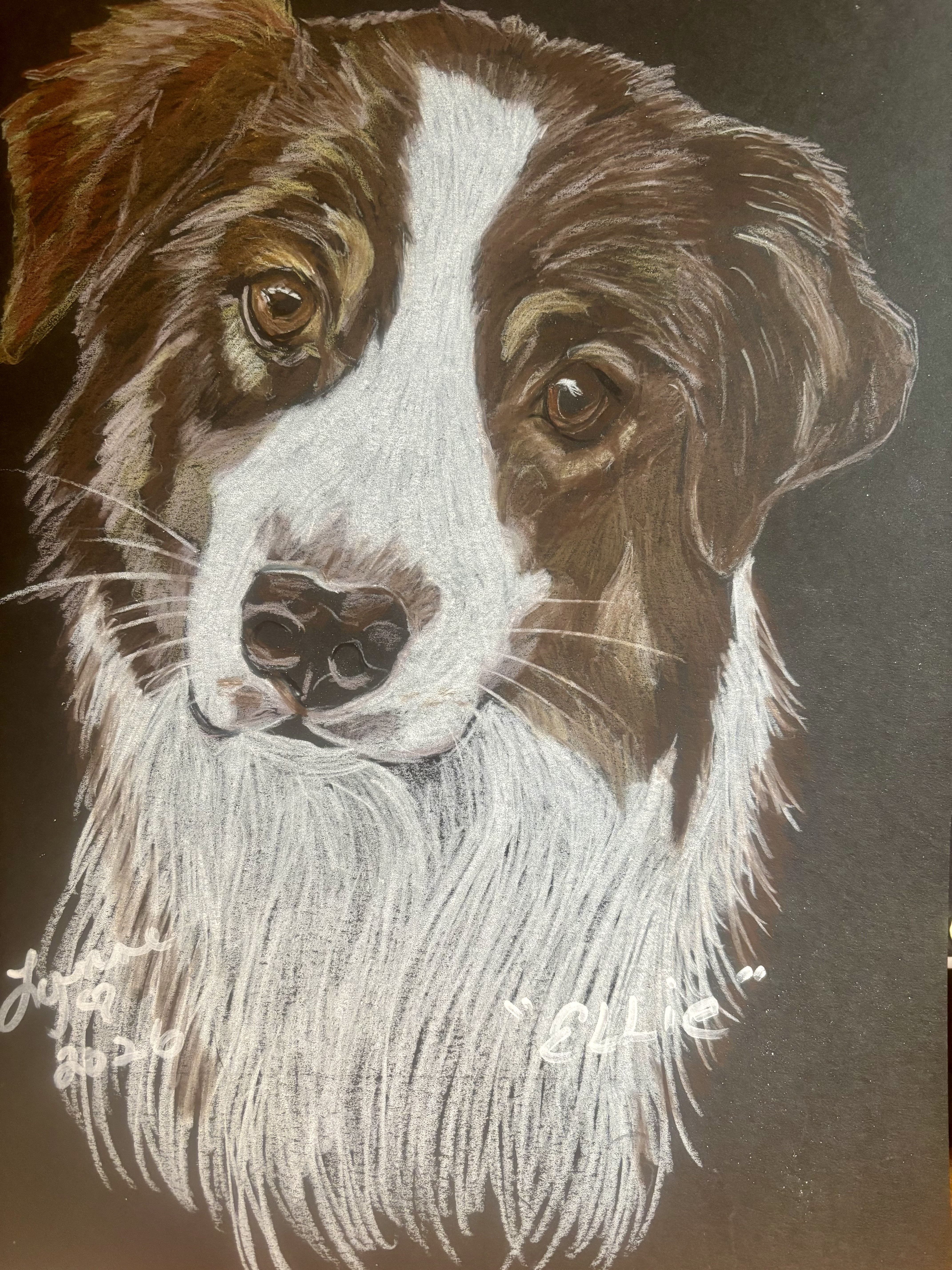 Pet portrait 25