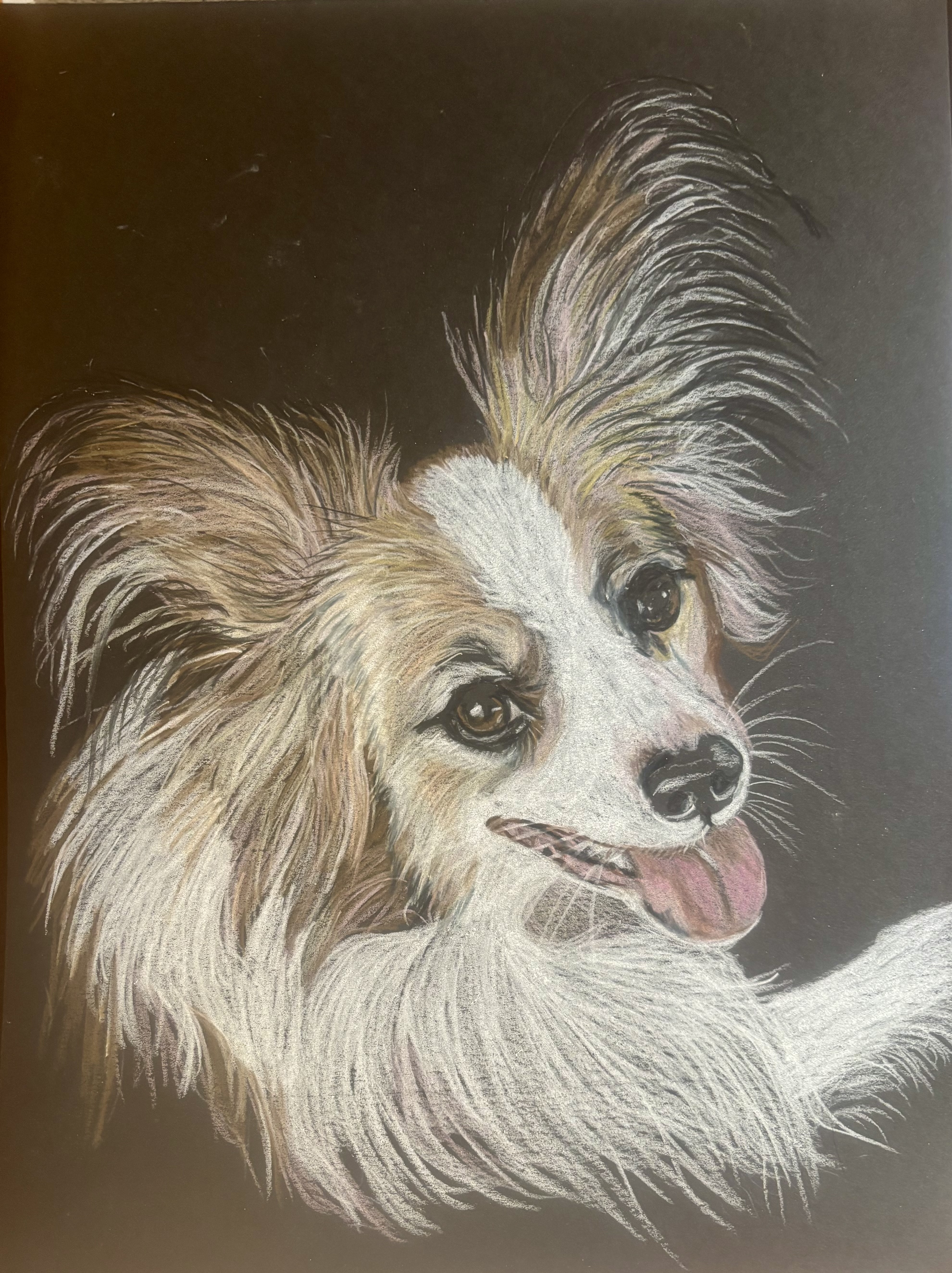 Pet portrait 26