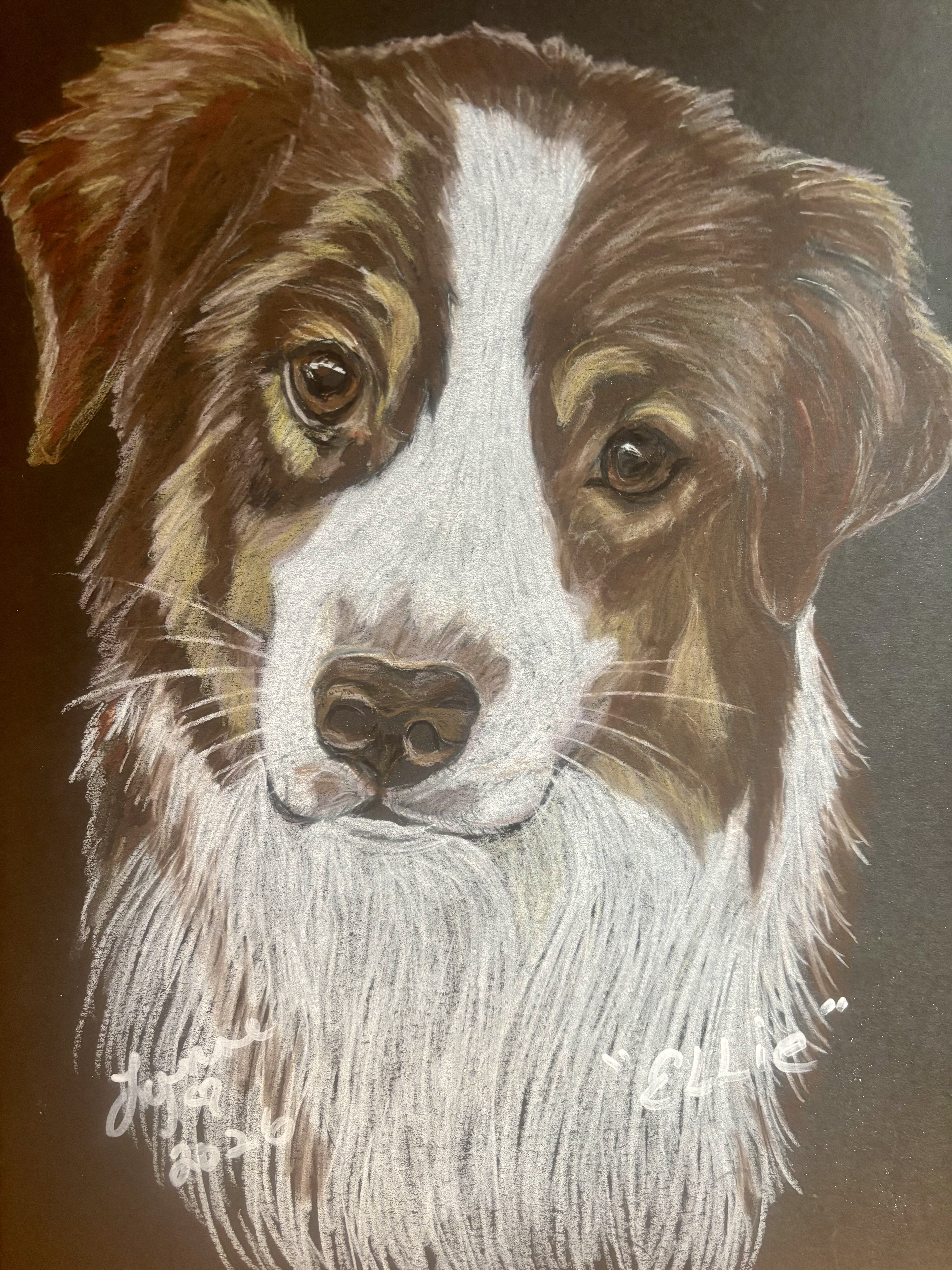 Pet portrait 27