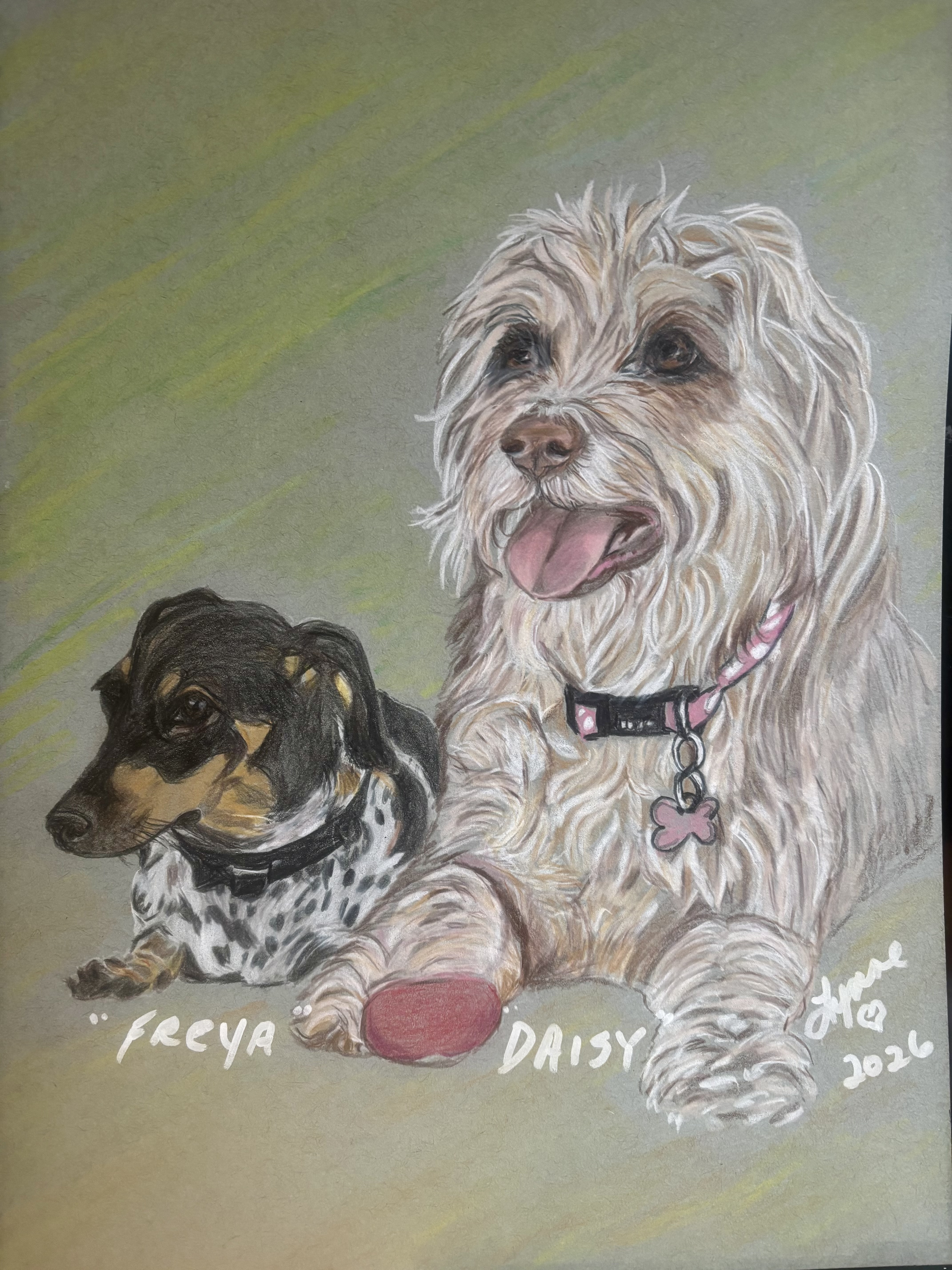 Pet portrait 29