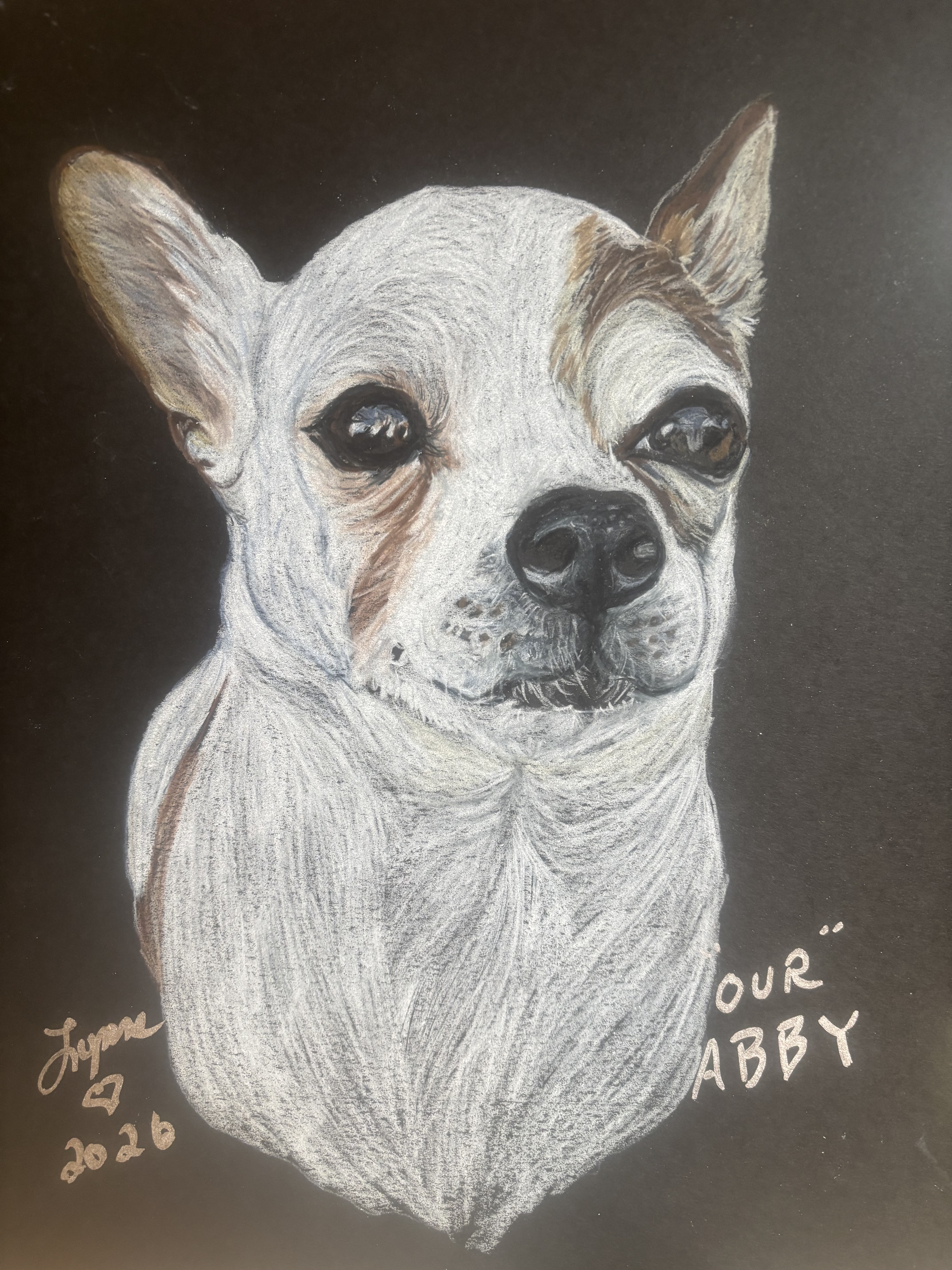Pet portrait 30