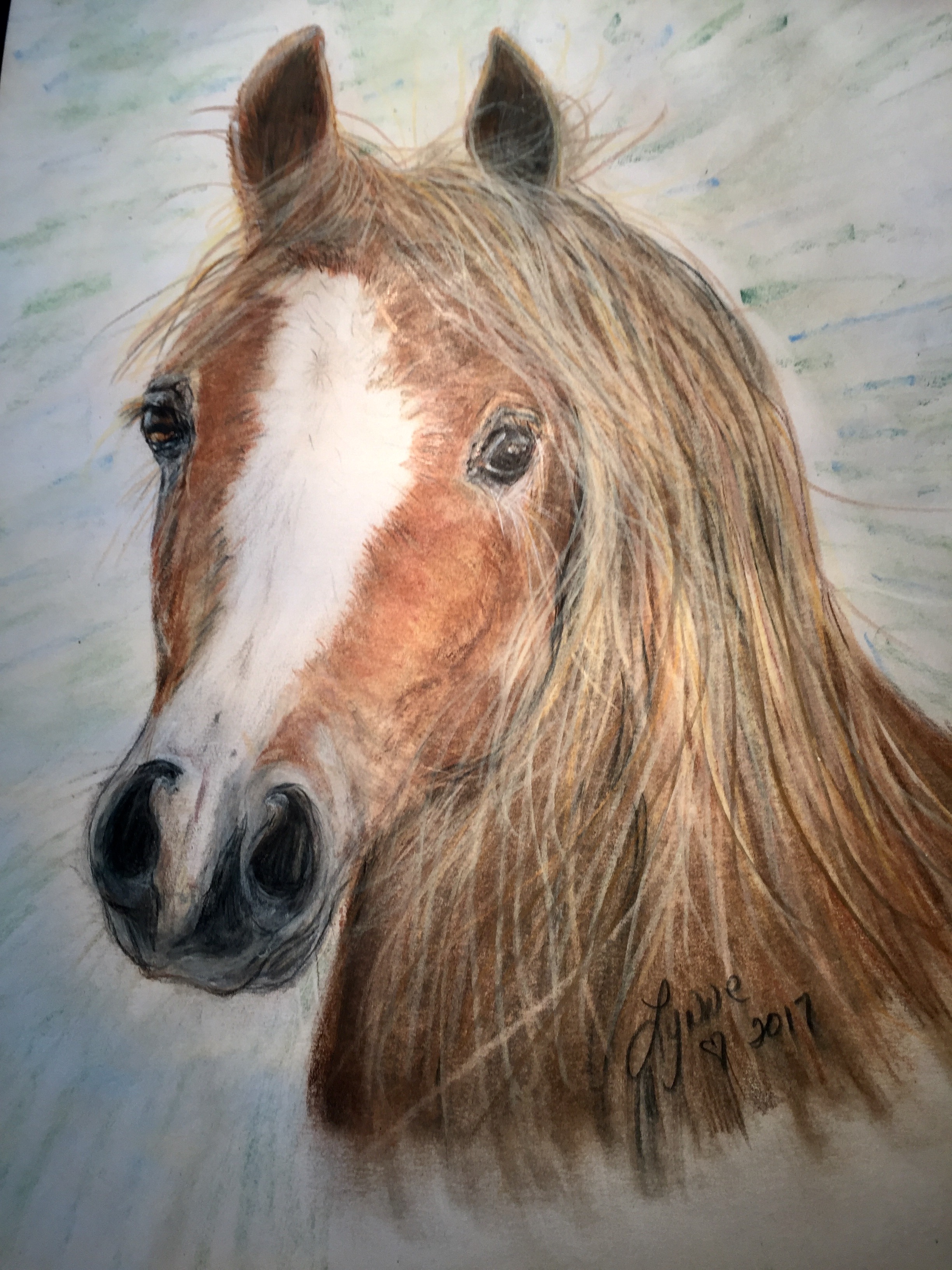 Pet portrait 31
