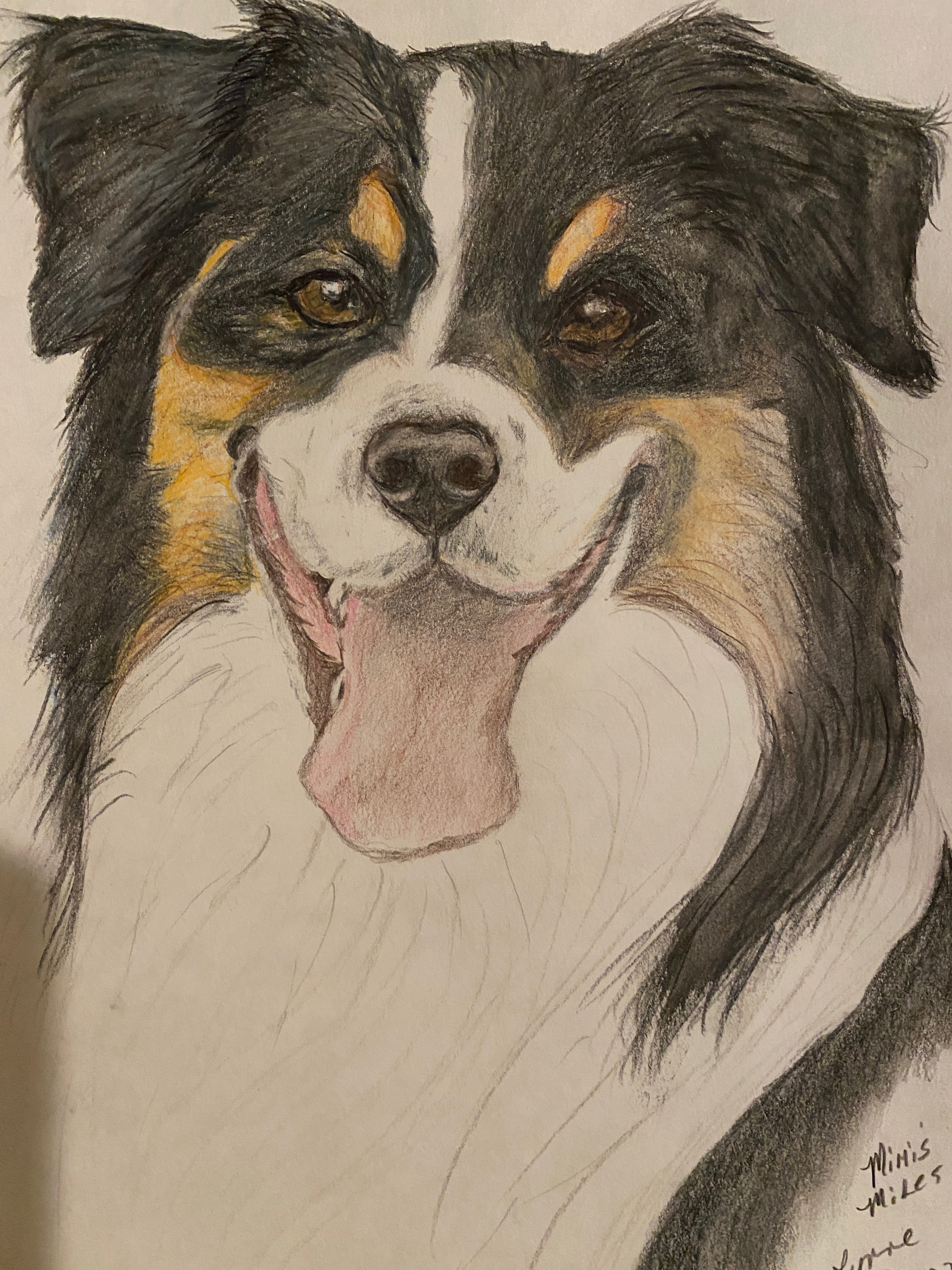Pet portrait 33