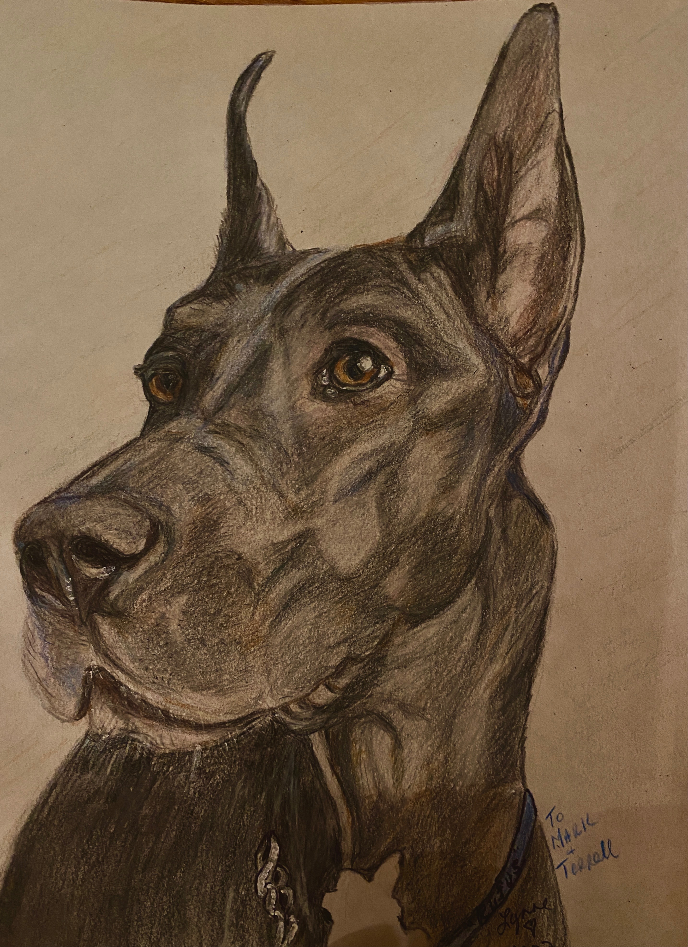 Pet portrait 34