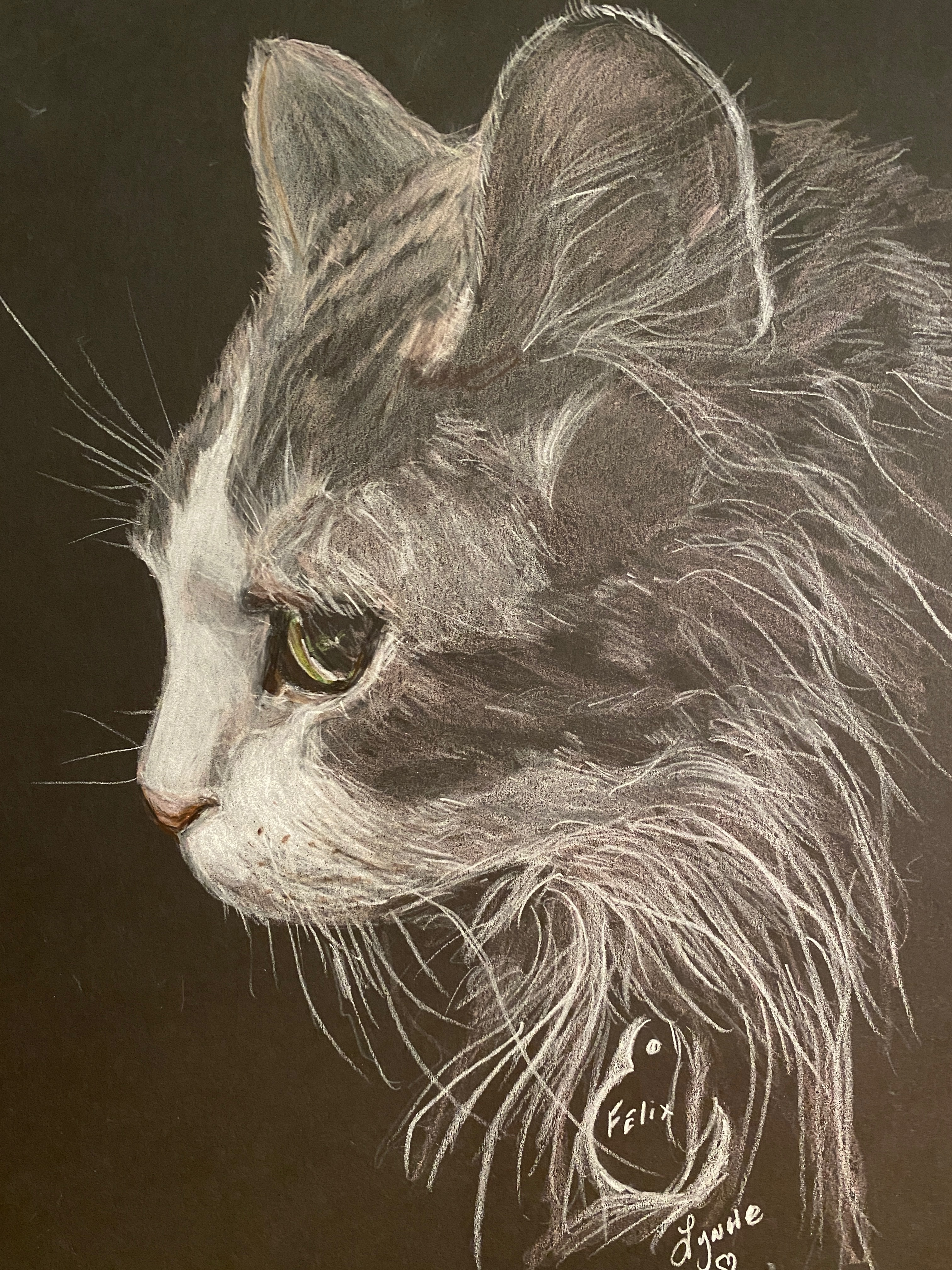 Pet portrait 36