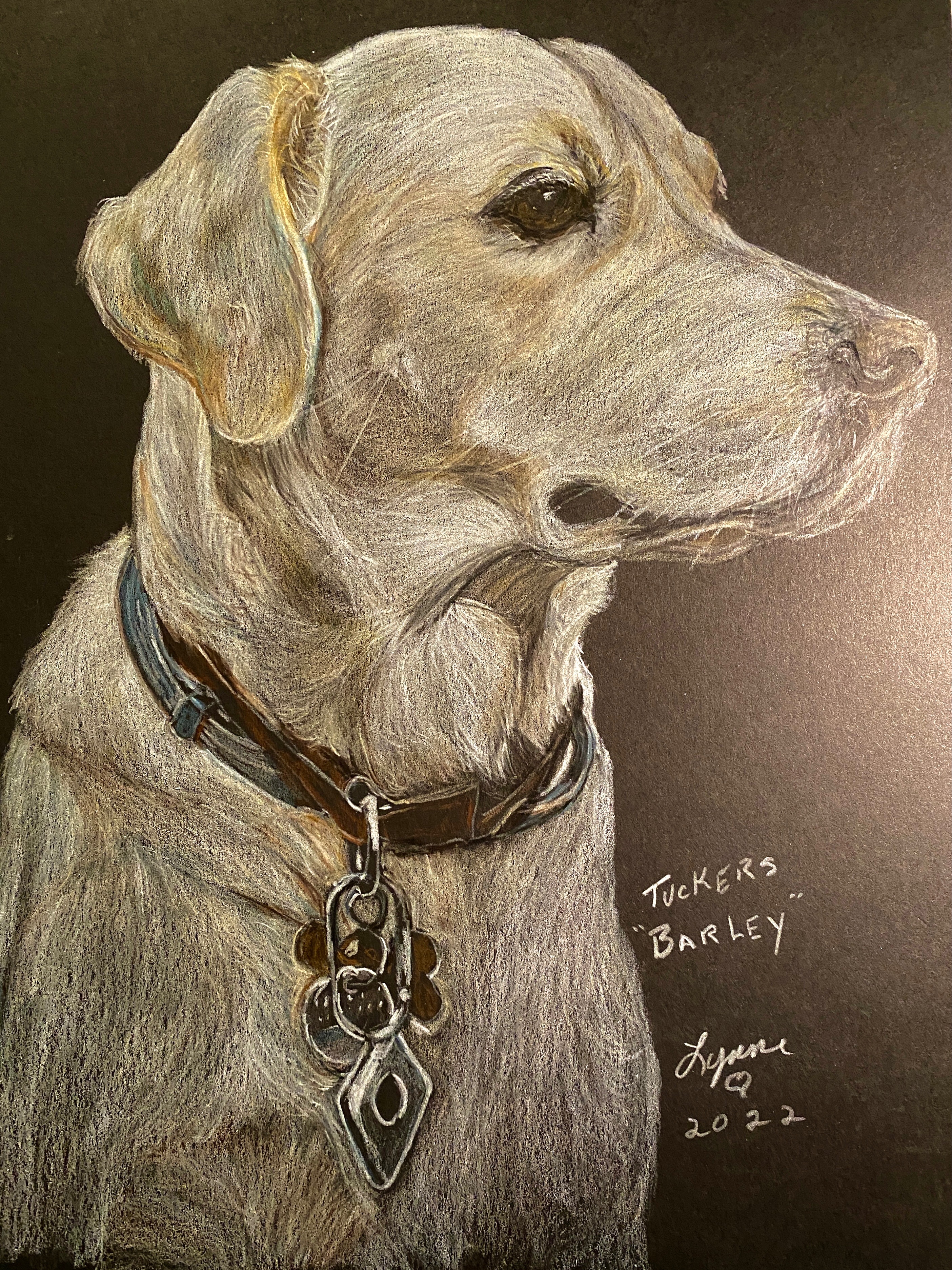 Pet portrait 38