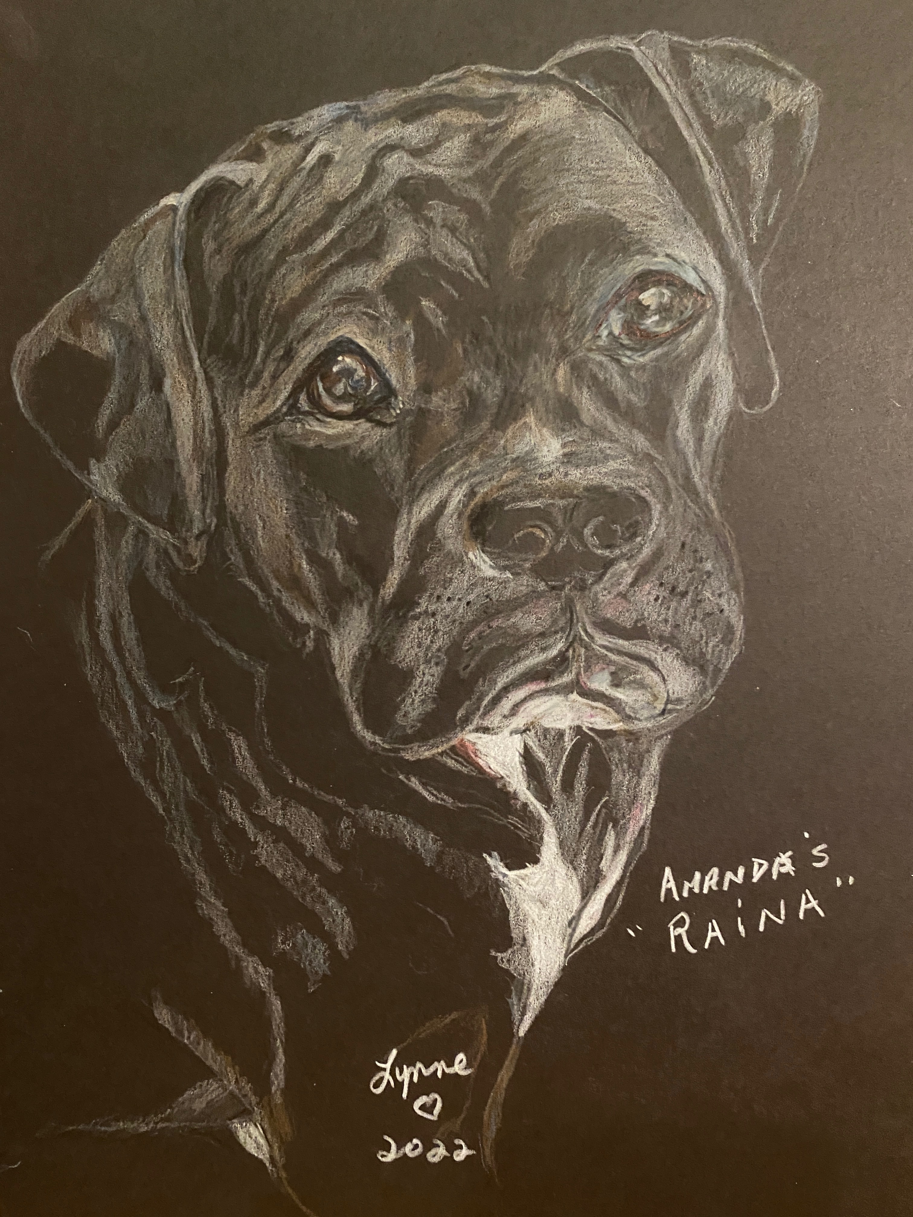 Pet portrait 45