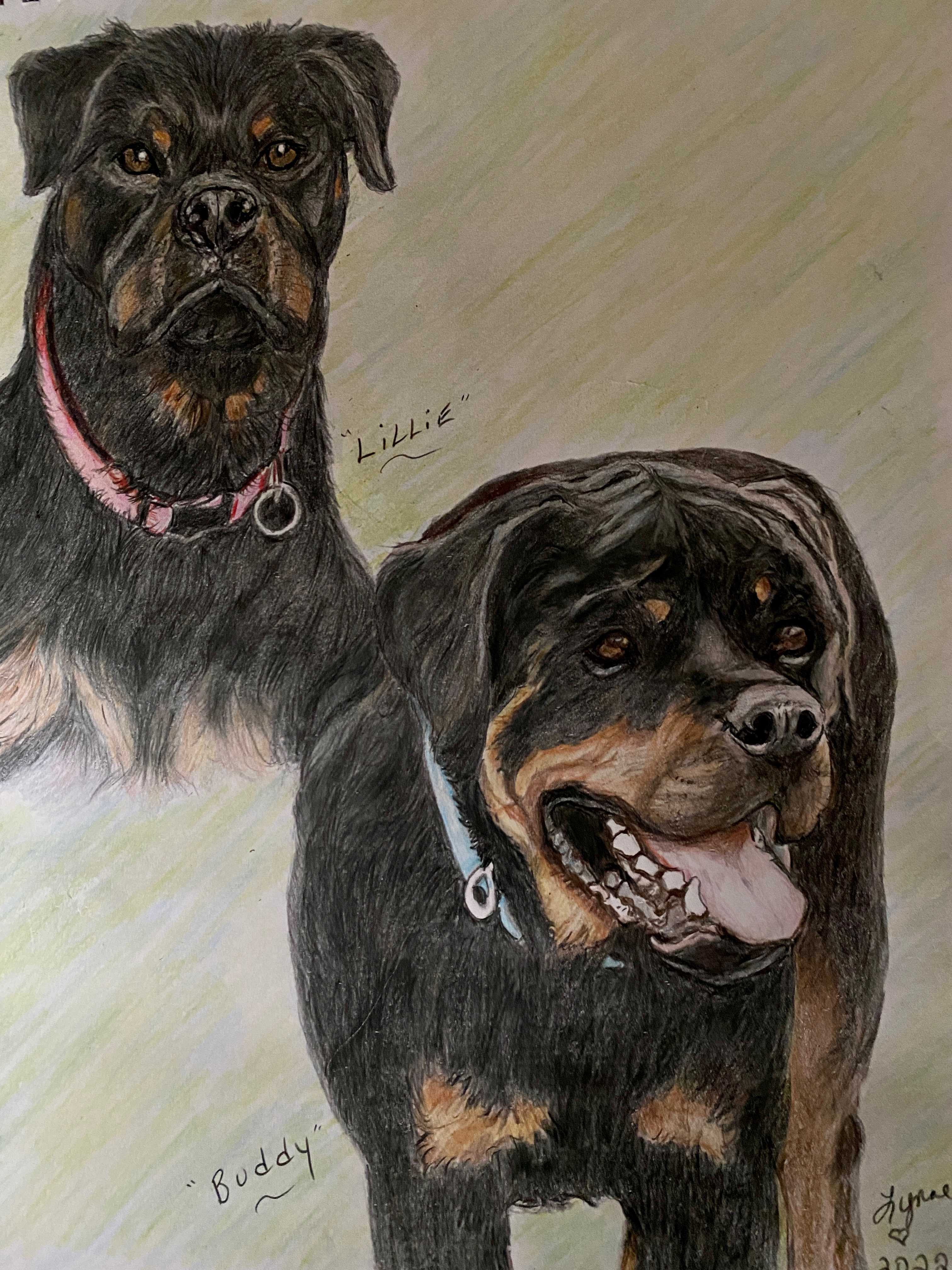 Pet portrait 49