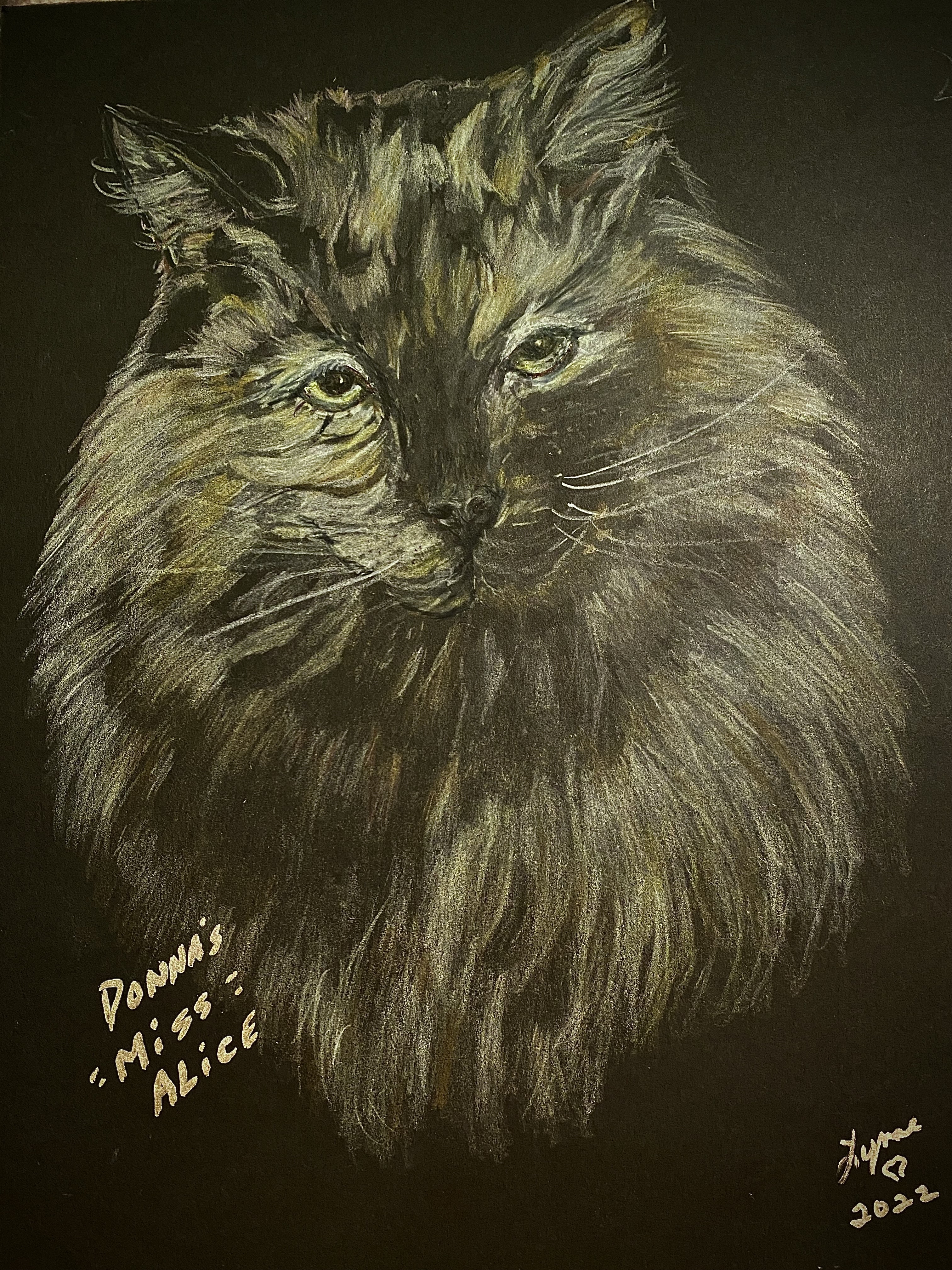 Pet portrait 50