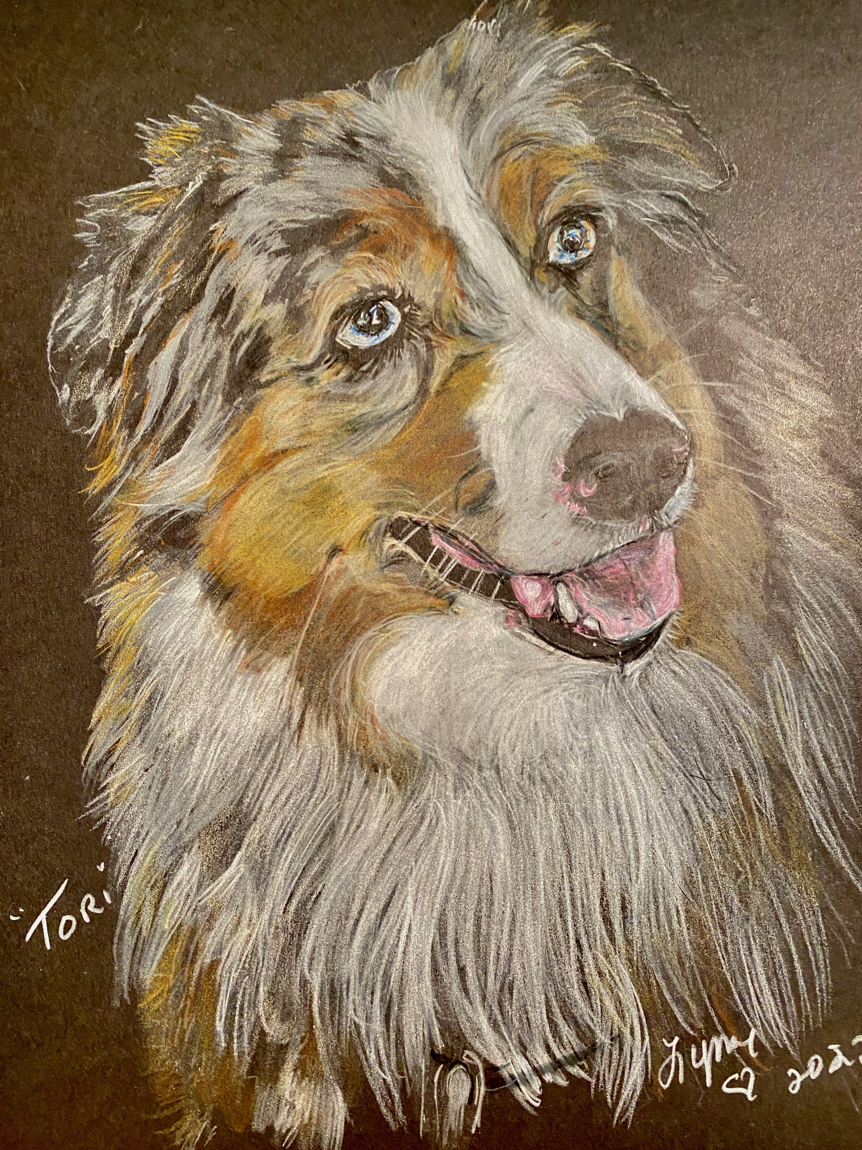 Pet portrait 51