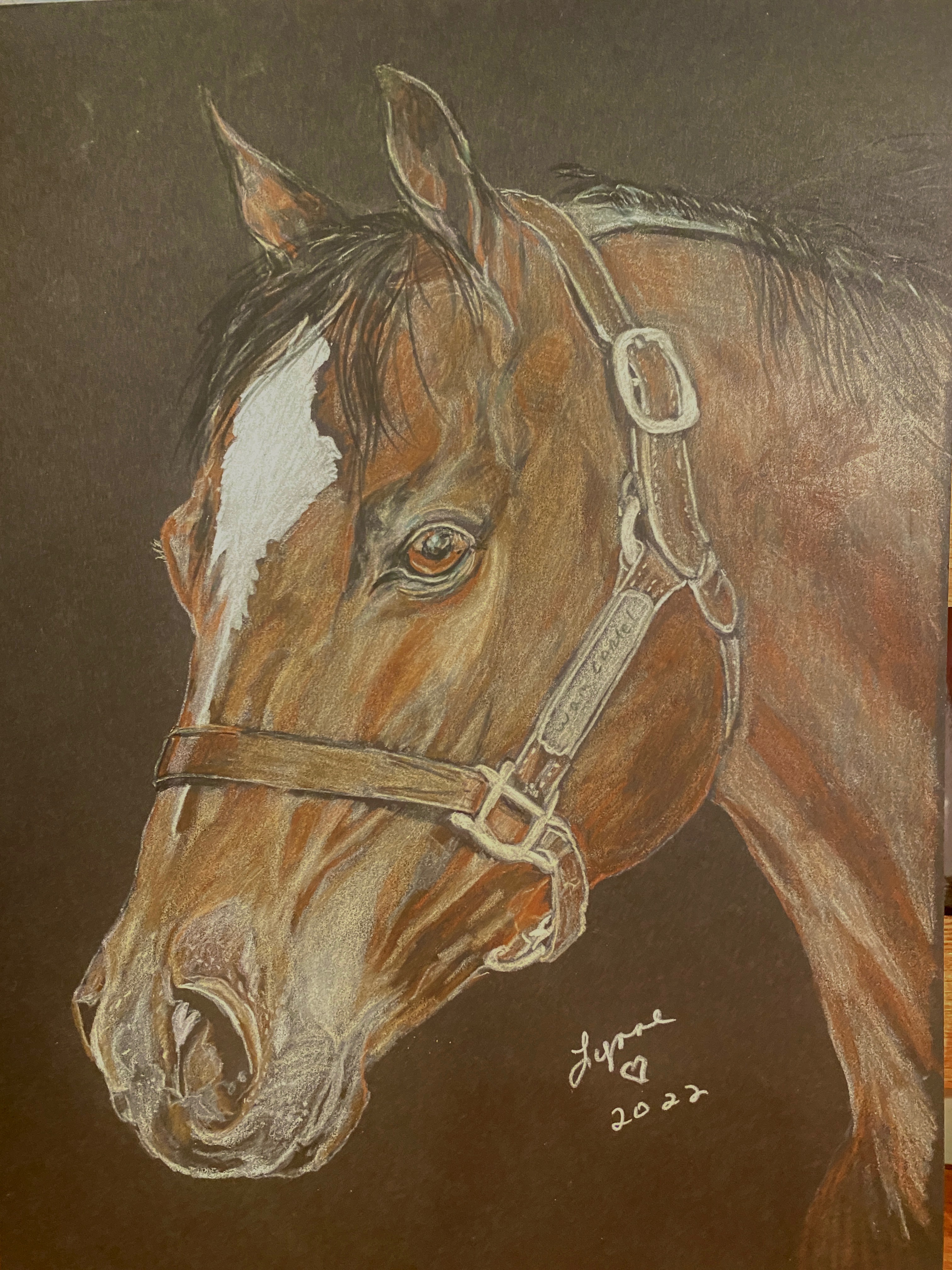 Pet portrait 52