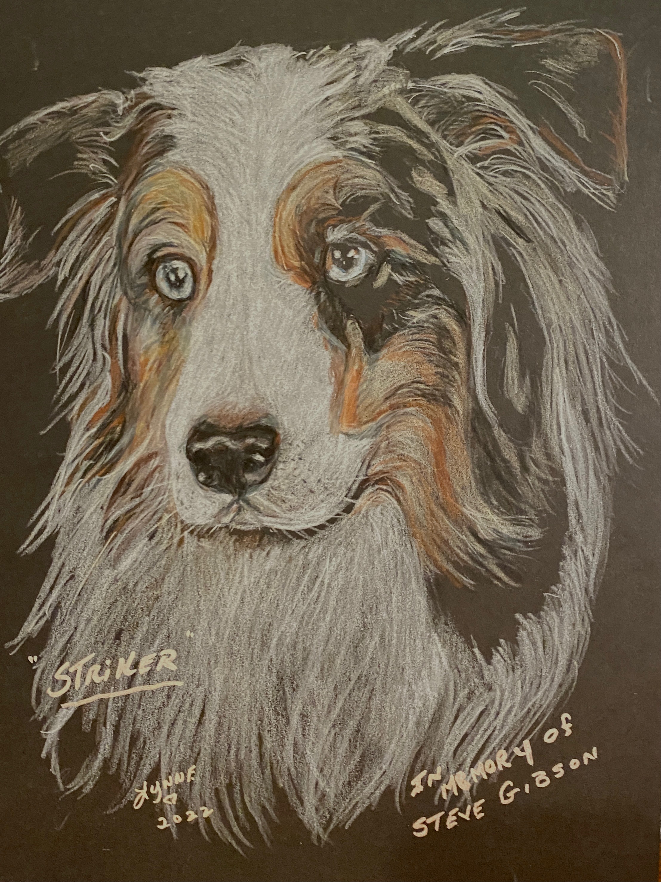 Pet portrait 53
