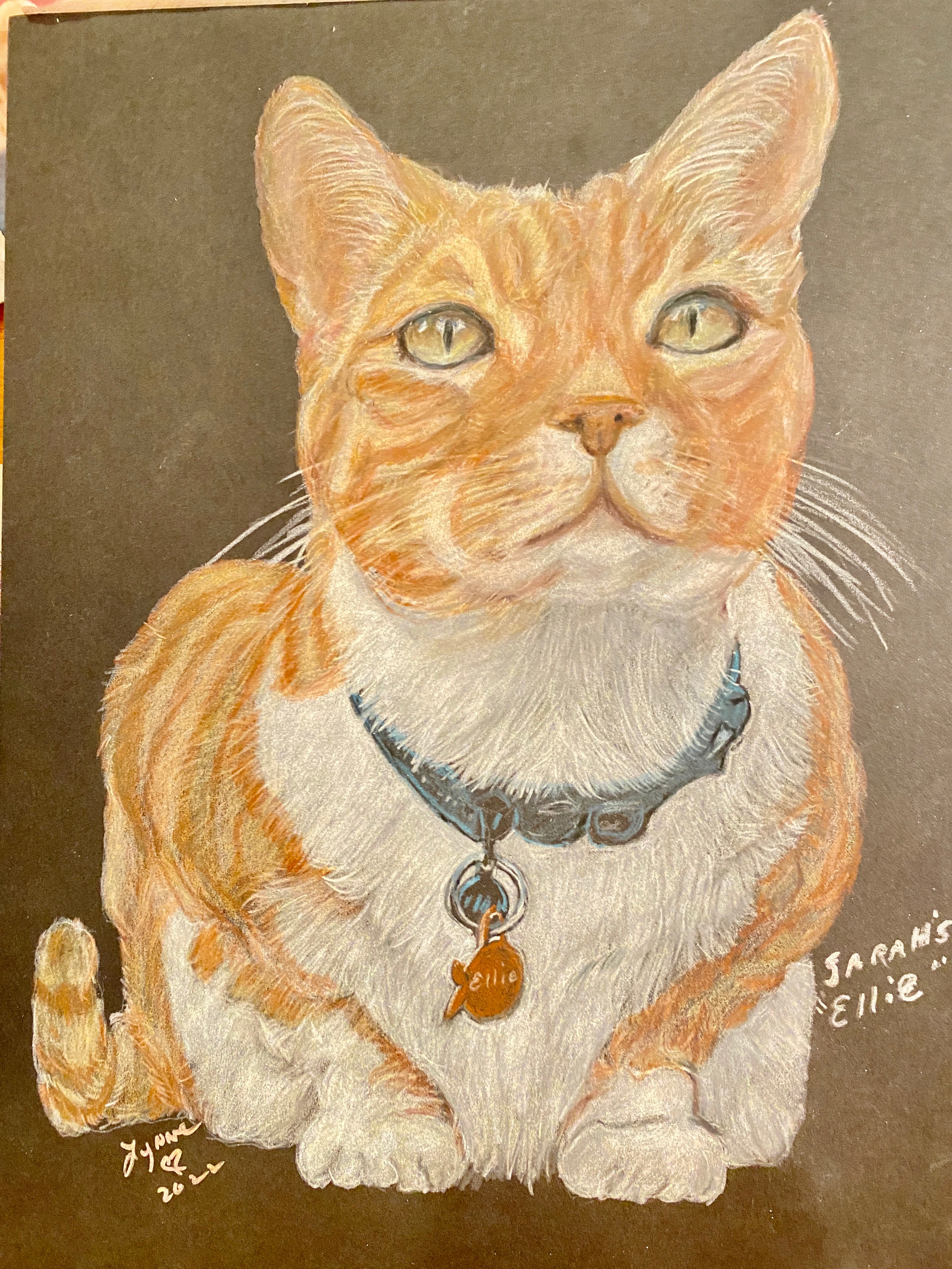 Pet portrait 56