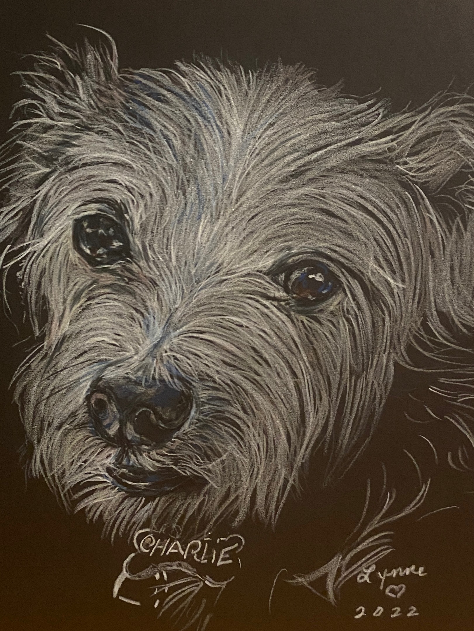 Pet portrait 57