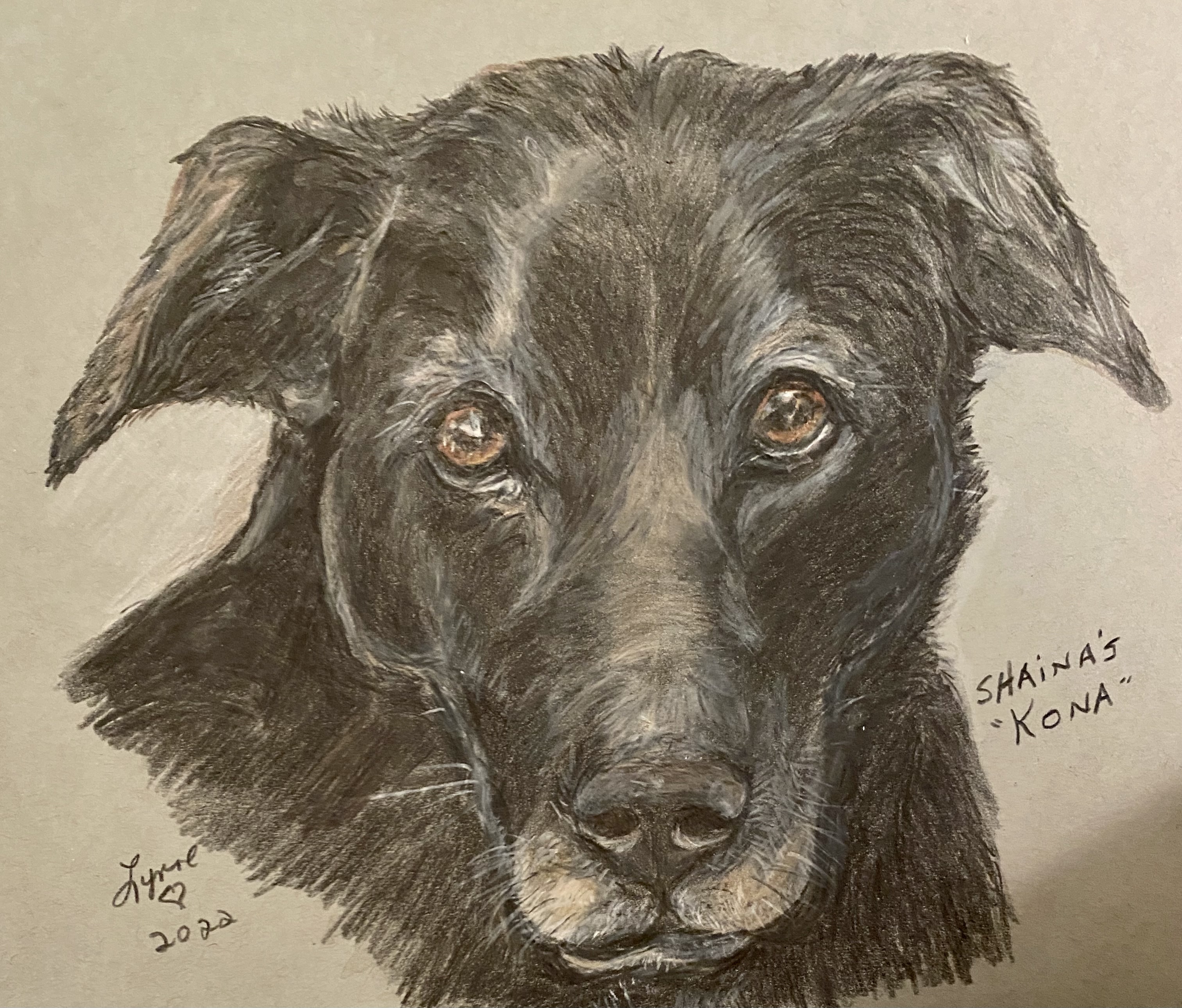 Pet portrait 60