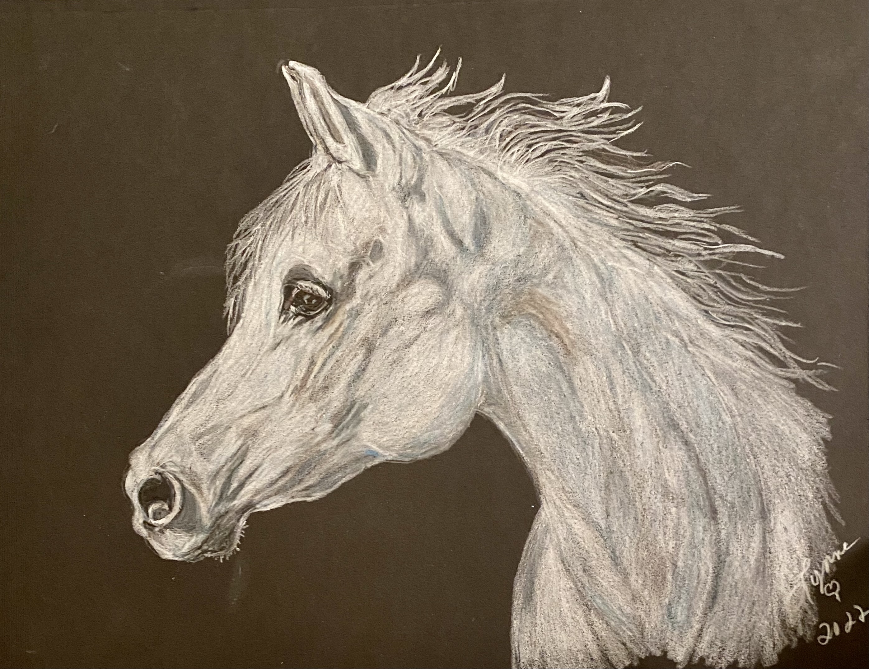 Pet portrait 61
