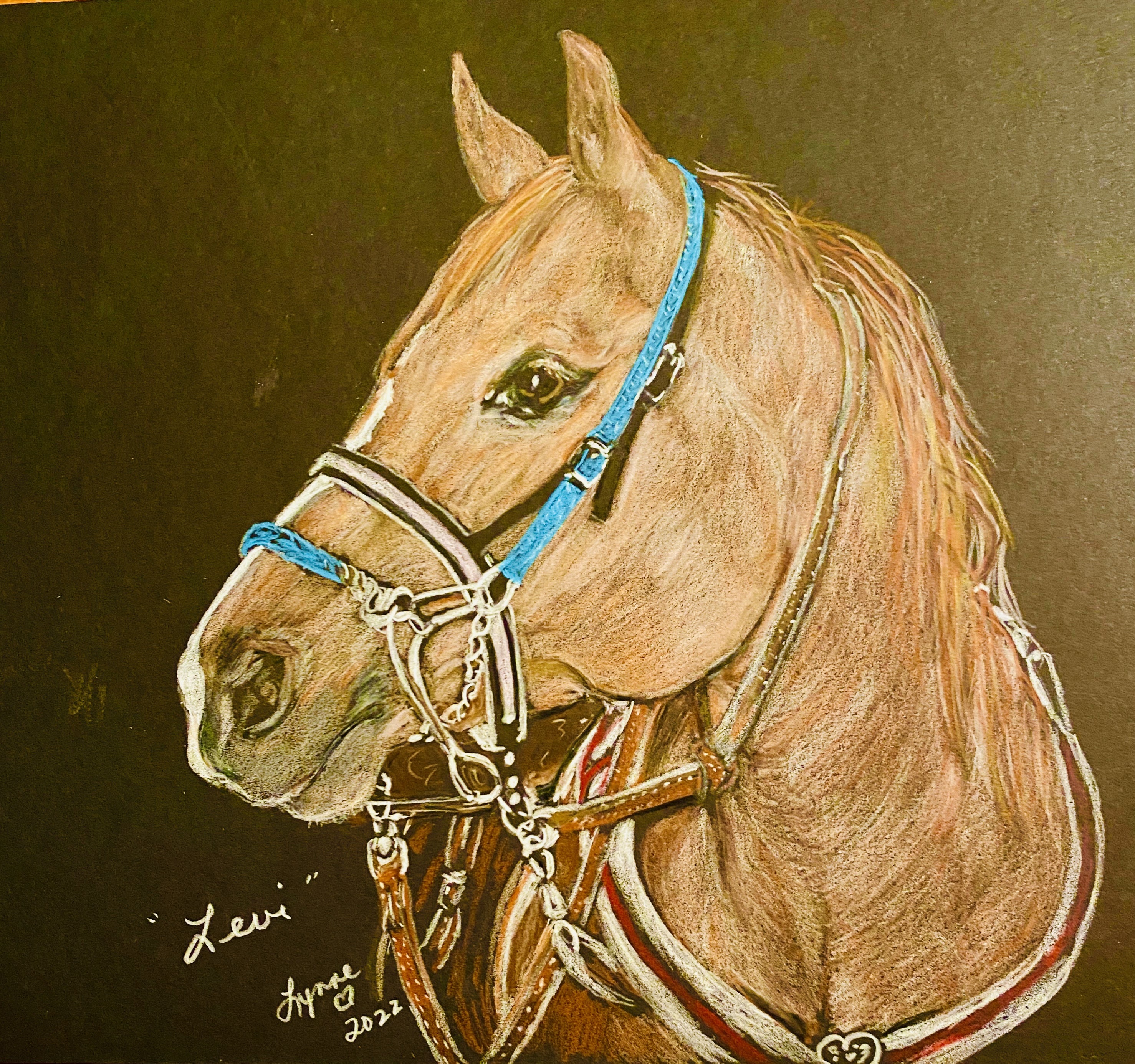 Pet portrait 63