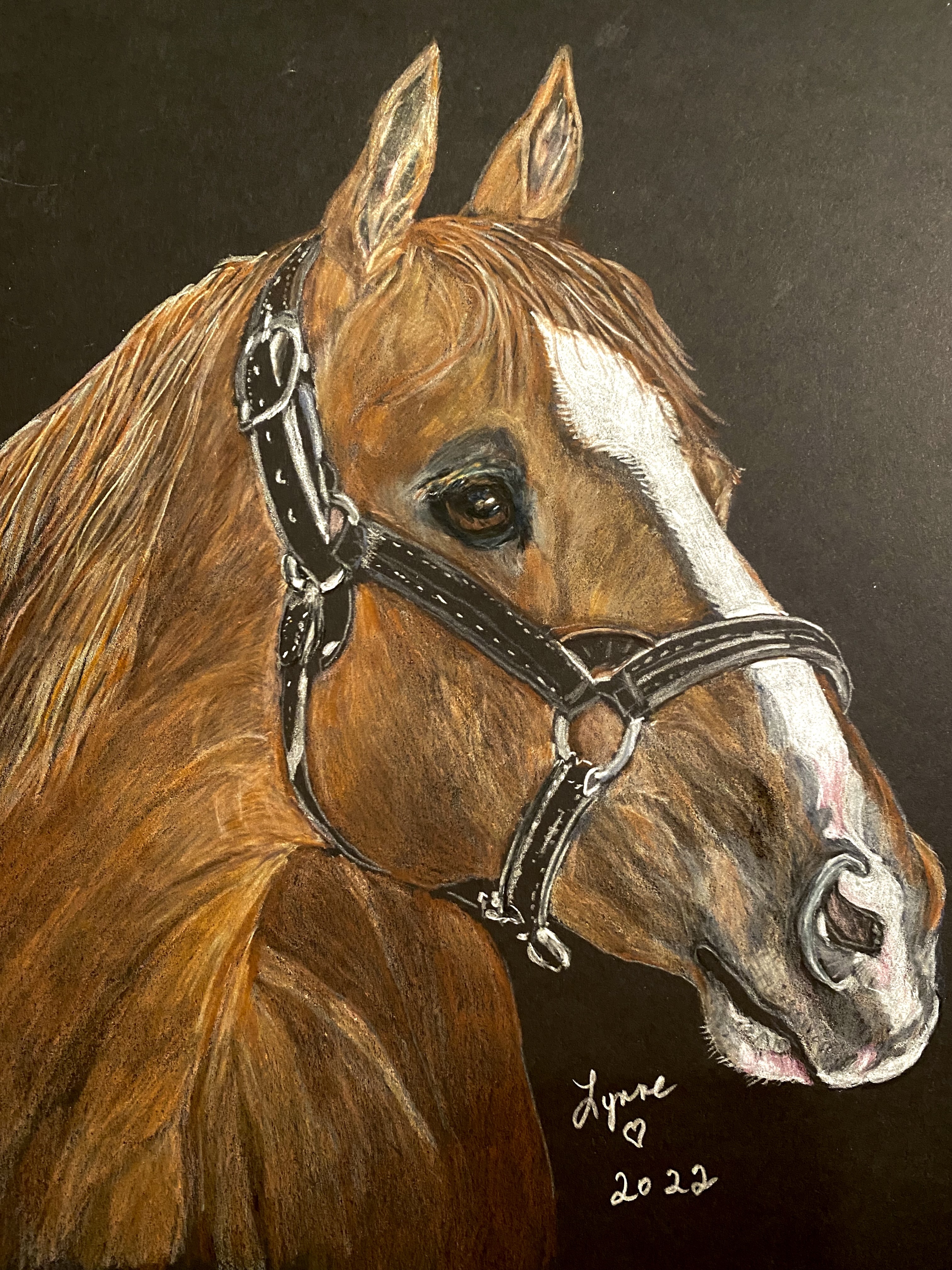 Pet portrait 64