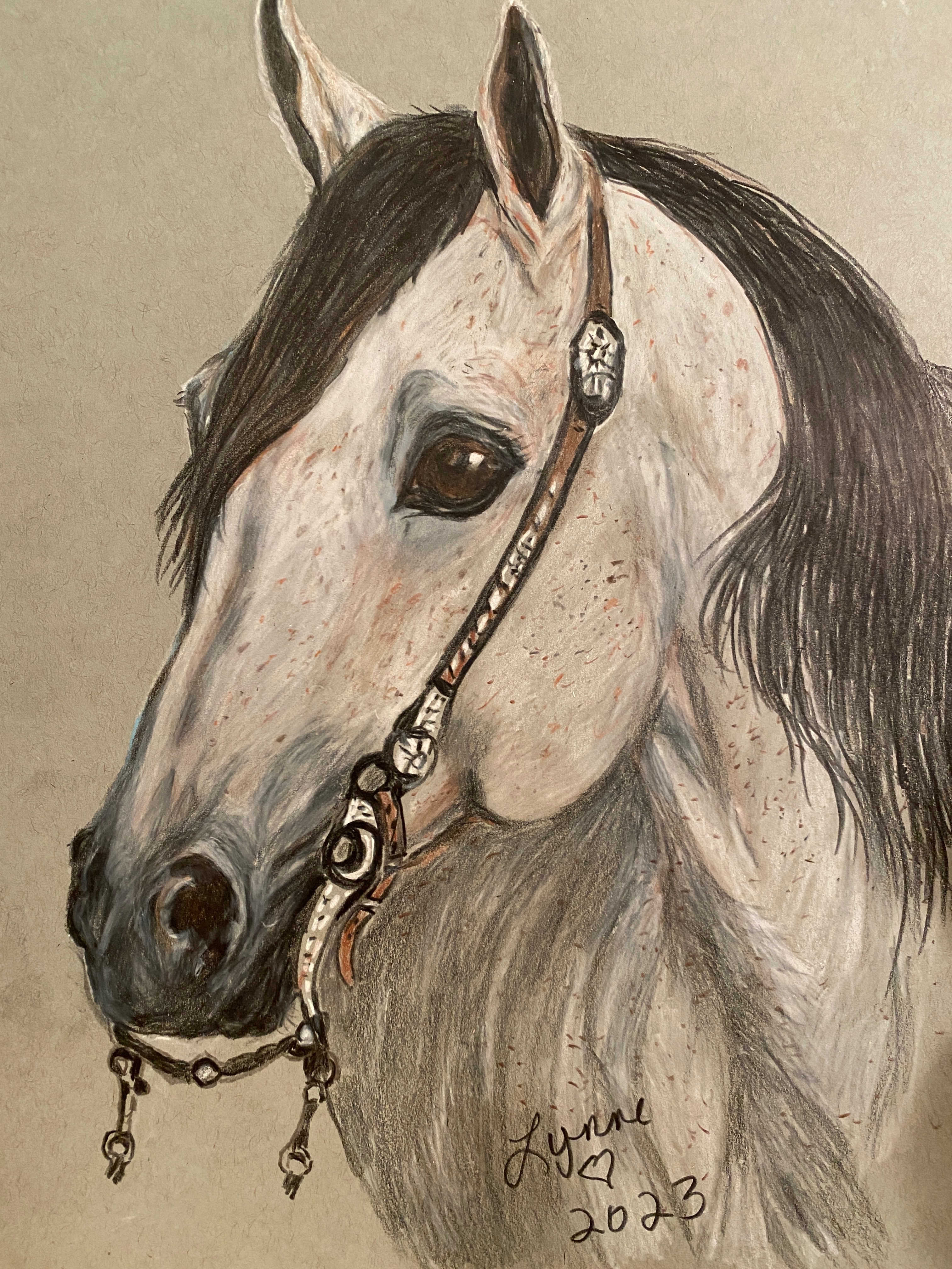 Pet portrait 66