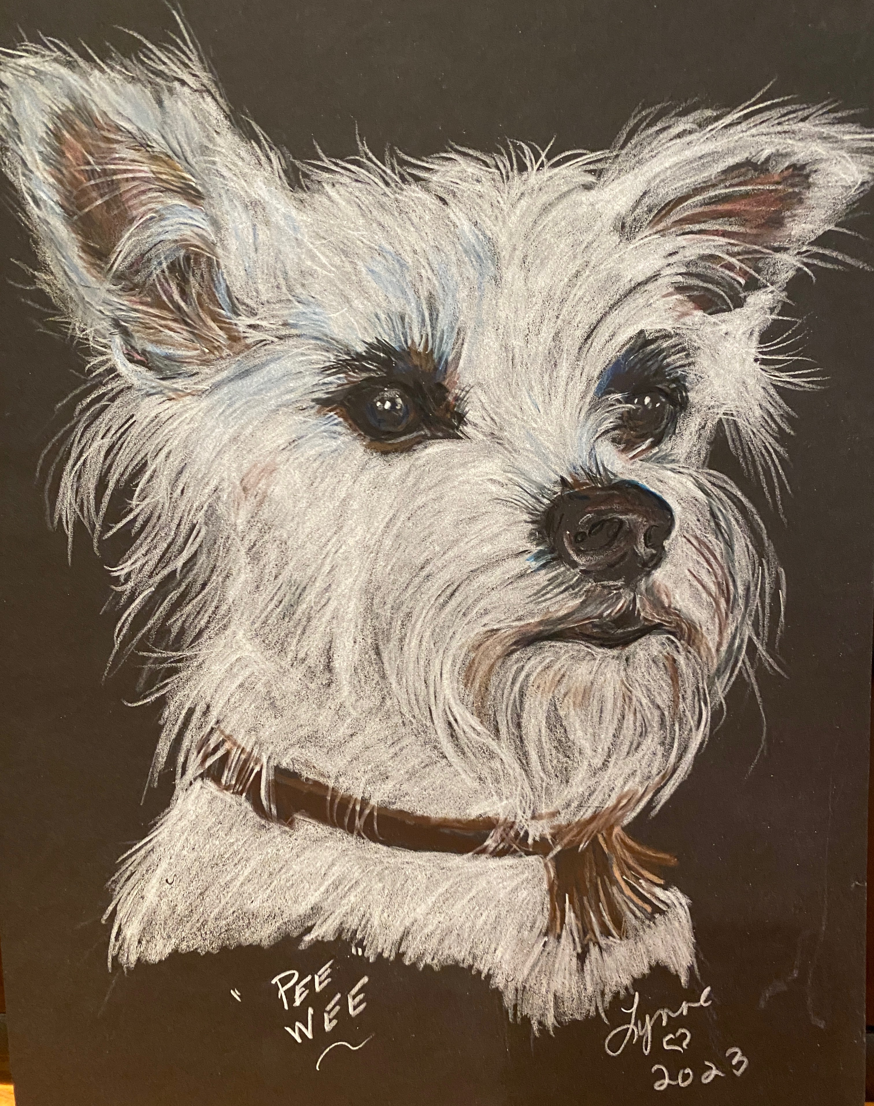 Pet portrait 67