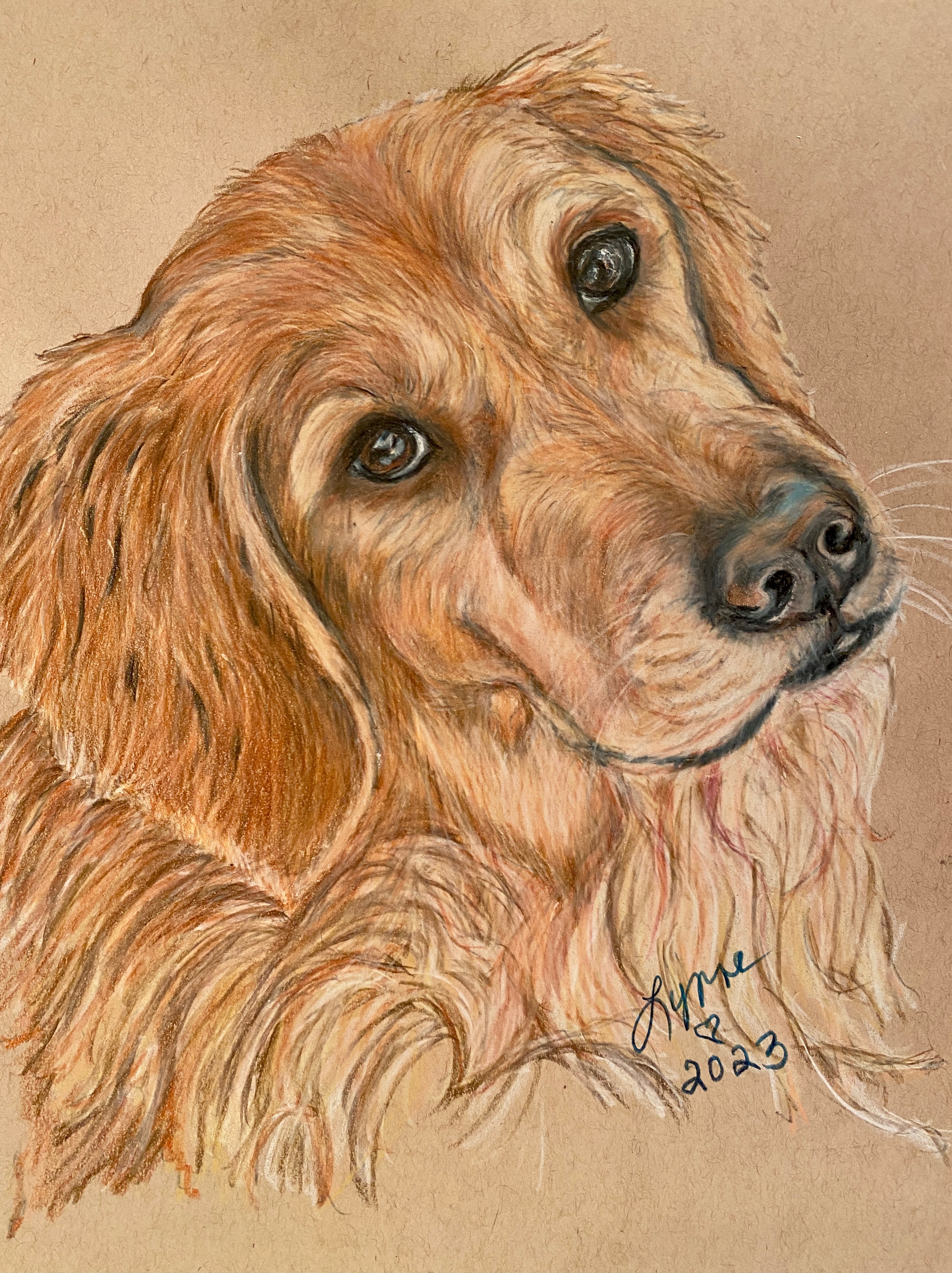 Pet portrait 71